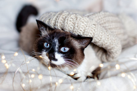 Adorable cat is lying on a linen blanket in the bedroom. Pet at homeの写真素材