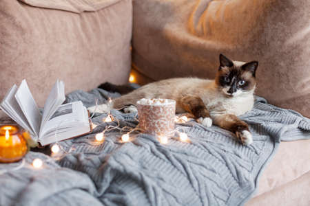 A cute cat lying on a brown sofa one autumn morning. A pet on a soft blanket next to a cup of coffee or cocoa, a book and garlandsの写真素材