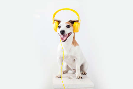 Smiling dog with yellow headphones on a white background. Pet listening misicの写真素材