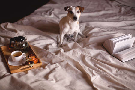 Dog is sitting on the bed in a cozy house. Pet in the bedroom next to a book and a mug of teaの写真素材