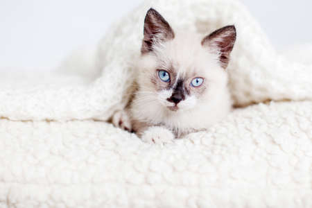 Kitten on gray knitted blanket. Small cat with blue eyes at homeの写真素材