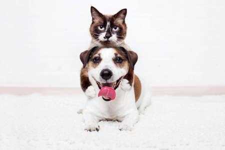 Portrait of cute pets of cat and dog looking into the camera on a white background. The cat is lying on the dog, they play and are friends togetherの写真素材