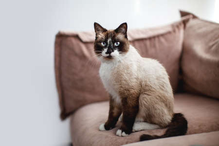 Cat sitting on sofa at home. Cute gray pet on couchの写真素材