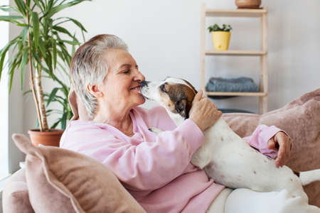 Happy mature woman playing with her dog on the couch at home, Dog licking or kissing Senior elderly woman in living roomの写真素材