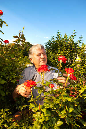 Mature man caring for roses in the gardenの写真素材