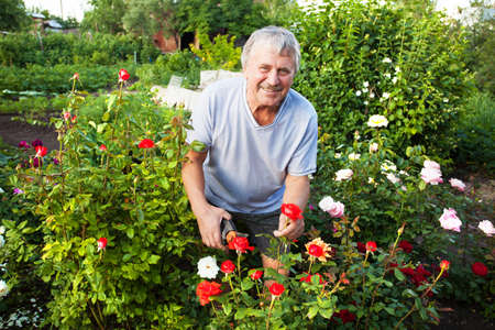 Mature man caring for roses in the gardenの写真素材