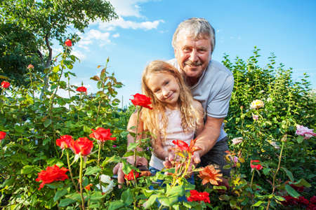 Mature man with child caring for roses in the gardenの写真素材
