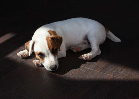 Puppy illness. Sad dog is boredの写真素材
