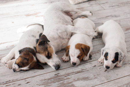Family of dogs sleep on the warm light floor of the house. Adult white dog sleeps with his puppiesの写真素材