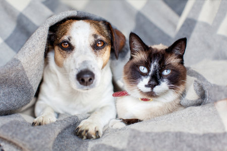 Dog and cat together under cozy warm blanketの写真素材