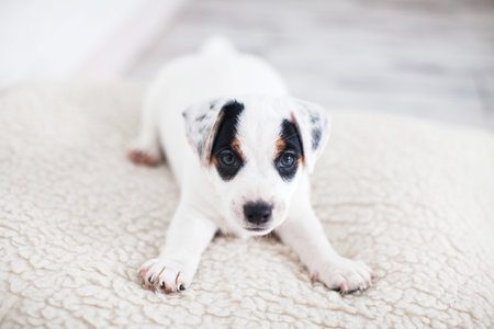 Cut puppy lying on white bed at home. Little dog on soft blanketの写真素材