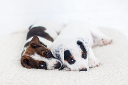 Two cut pets relaxing at home. Small dog puppy slippingの写真素材