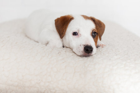 Sad puppy Jack Russell Terrier is lying on a white soft pillow. A little dog is bored alone at homeの写真素材