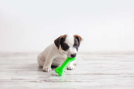 Dog puppy playing with toy at home. Puppy jack russell holds a dog toy in its teethの写真素材