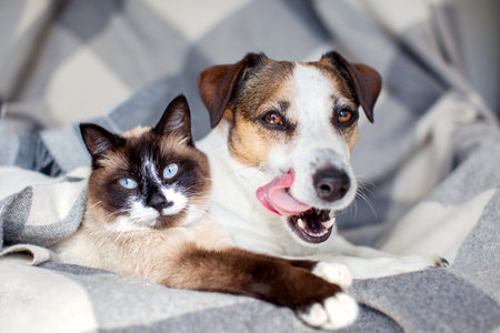 Dog and cat together under cozy warm blanketの写真素材
