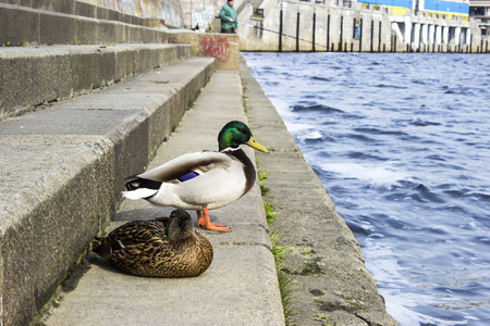 Pair of ducks near the riverの写真素材
