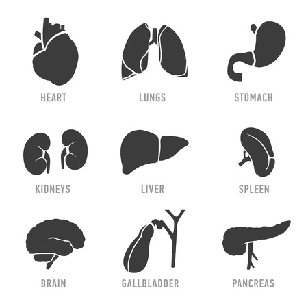Set with icons of human organs. Vectorのイラスト素材