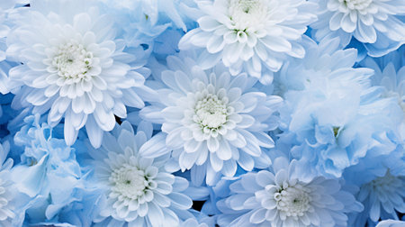 Close-up of delicate blue chrysanthemums with white centers, symbolizing serenity and eleganceの素材