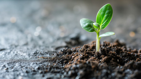 Sprouting seedling in soil with a blurred backgroundの素材