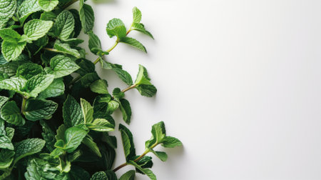 Fresh green mint leaves densely packed on a white backgroundの素材