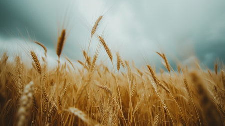 Ripe wheat swaying under a dramatic overcast sky, symbolizing harvest timeの素材
