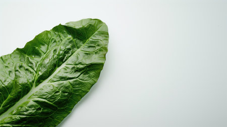 Fresh green lettuce leaf on a plain backgroundの素材
