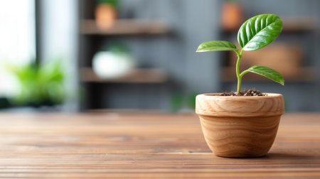 Young plant sprouting in a wooden pot indoorsの素材