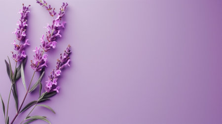 A bunch of purple flowers against a plain background with ample copy space.の素材