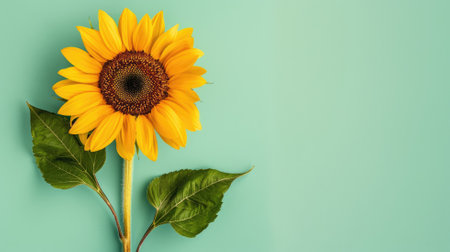 Bright yellow sunflower with green leaves and light teal backgroundの素材