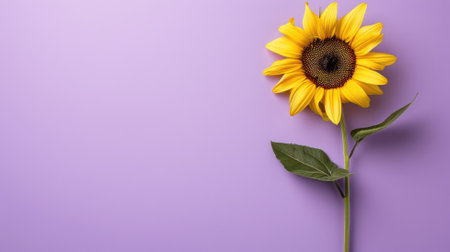 Single yellow sunflower in bloom on purple backgroundの素材