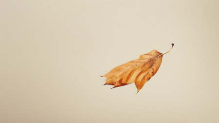 Single dried leaf floats against plain backgroundの素材
