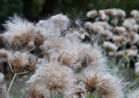 Close up to a white fluffy flower