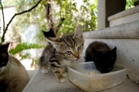 Kittens eat from plastic dishes on the concrete stairs in the courtyardの写真素材