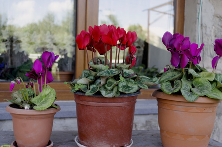 Purple cyclamen in pots on the windowsillの写真素材