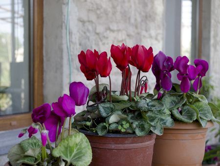 Purple and red cyclamen in pots on the windowsillの写真素材