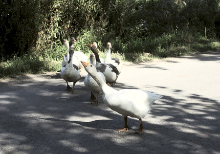 Geese crossing the roadの写真素材