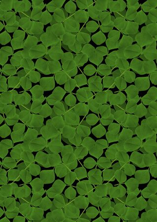 Background from the scattered randomly leaf cloverの写真素材