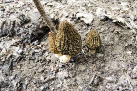 Spring morel mushrooms have grown under a tree in the dried leaves