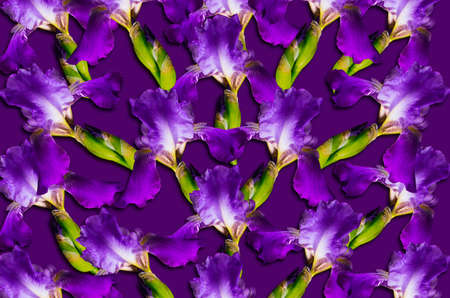 Pattern with purple iris flowers on a purple background