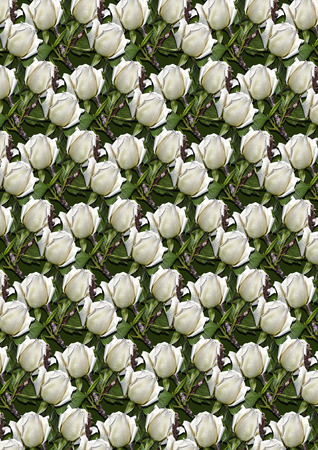Dark green seamless background covered buds white roses with dry twigsの写真素材