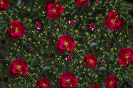 Motley background of disorderly situated buds and red roseの写真素材