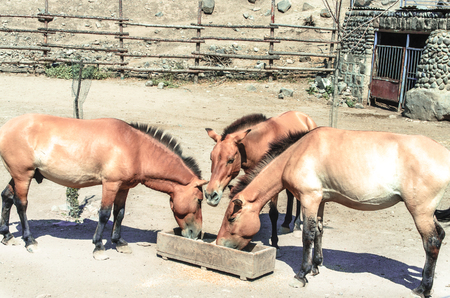 Wild breed golden brown horse,eat from a wooden trough in the open corralの写真素材