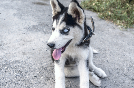 Puppy Husky with tongue sticking outの写真素材