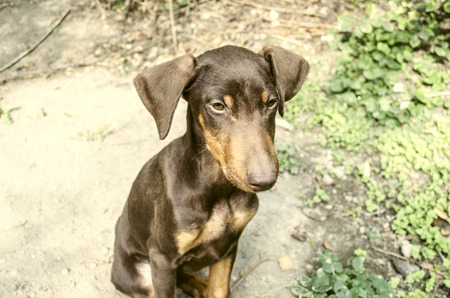 Little a female yellowish brown Doberman is basking in sun in the gardenの写真素材
