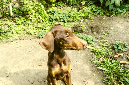 Puppy Doberman  resting  under the tree and oversees the gardenの写真素材