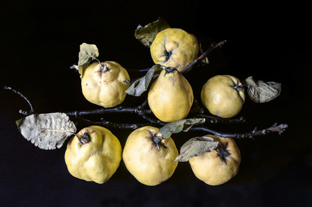 Black background with yellow ripe fruit of quince and dried leaves lying on the dry branchesの写真素材