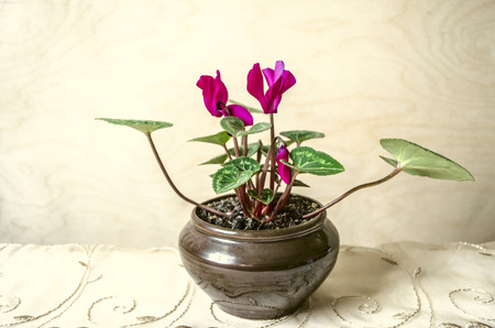Small purple cyclamen bloomed in clay pot Â on wooden table covered with patterned borderの写真素材