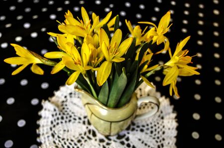 First spring yellow Crocus in a small jug on a black background with white polka dots