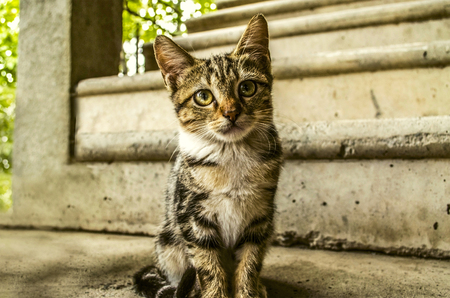 Redhead gray striped kitten sits in the courtyard on the concrete stairsの写真素材