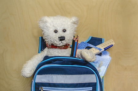 White Teddy bear sits in a knapsack with pencils, pen, notebook coloring  will go to schoolの写真素材